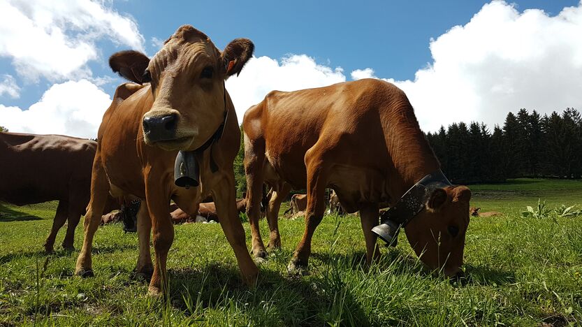 Protégeons les troupeaux de vaches, les bons gestes face à la DNC